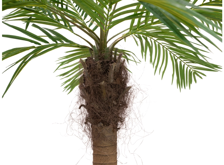 Europalms Phoenix palm tree luxor curved artificial plant, 240cm 