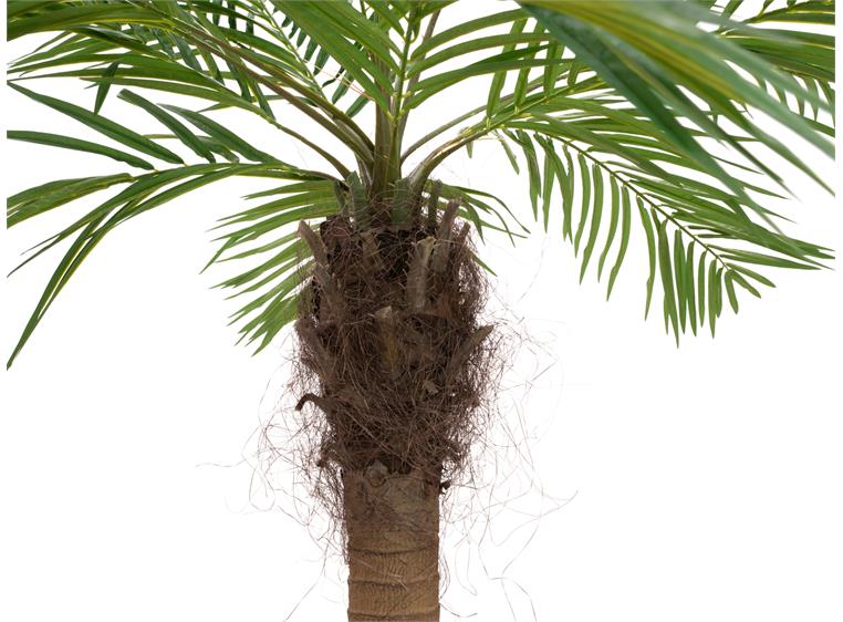 Europalms Phoenix palm tree luxor curved artificial plant, 240cm