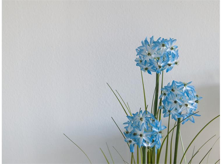 Europalms Allium grass, artificial plant Blue, 120 cm