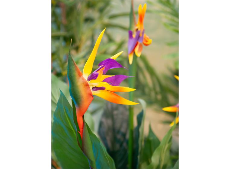 Europalms Bird-of-paradise flower artificial plant, 90cm