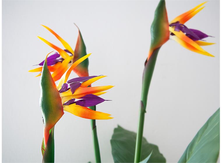 Europalms Bird-of-paradise flower artificial plant, 90cm