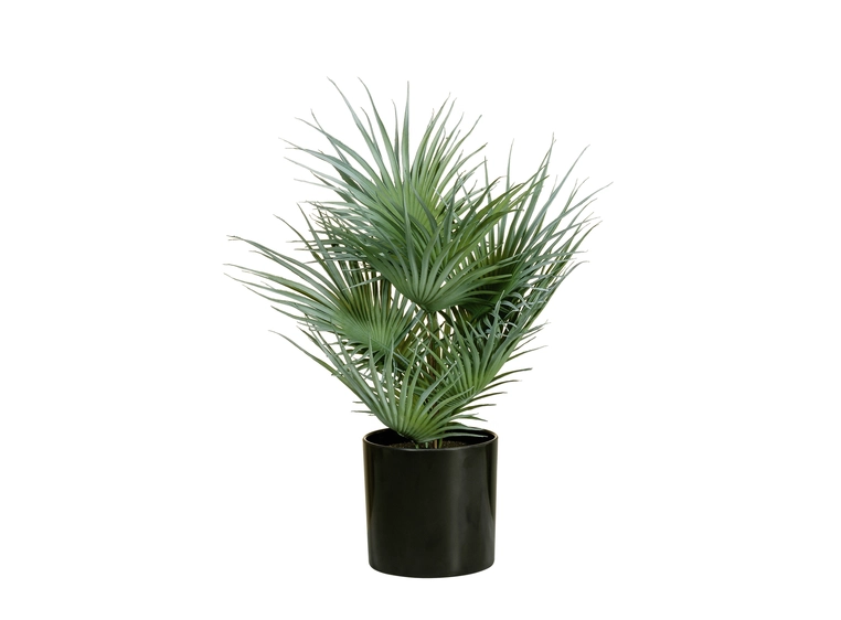 EUROPALMS Fan palm, artificial plant 55cm 