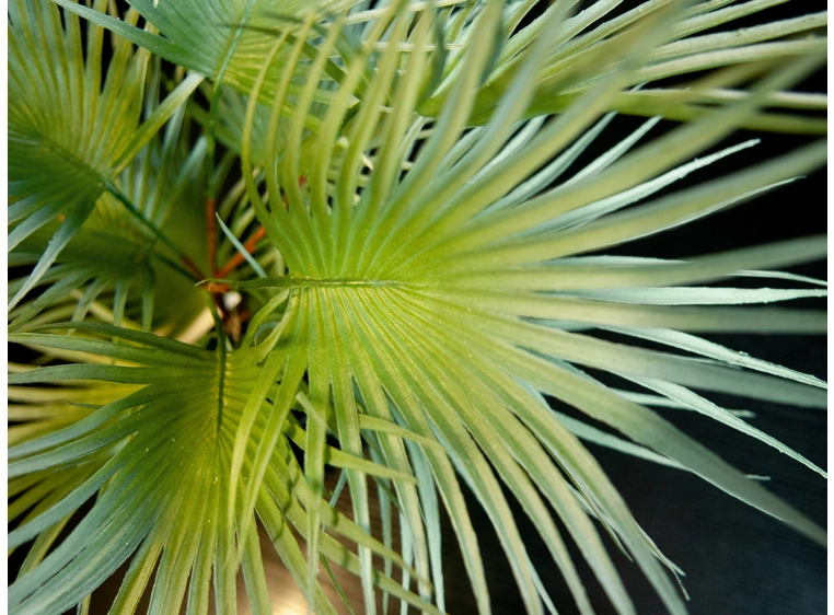 EUROPALMS Fan palm, artificial plant 55cm 