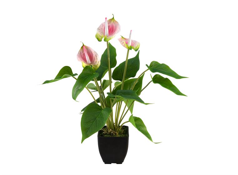 EUROPALMS Anthurium, artificial plant white and pink