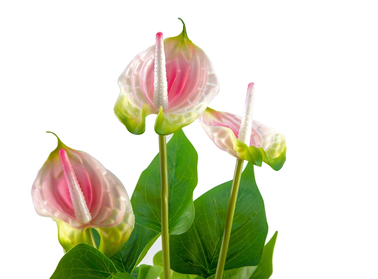 EUROPALMS Anthurium, artificial plant white and pink 