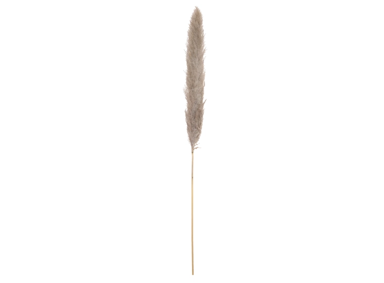 JOLIPA Pampas grass branch, dried natural, 137cm 