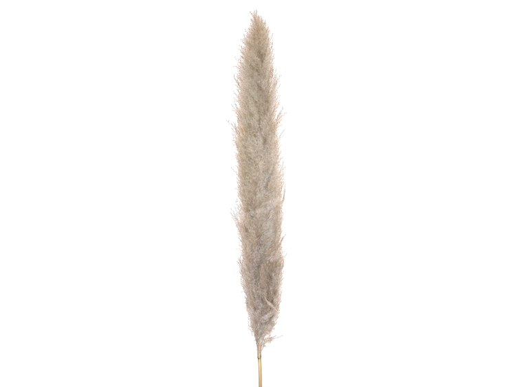 JOLIPA Pampas grass branch, dried natural, 137cm 