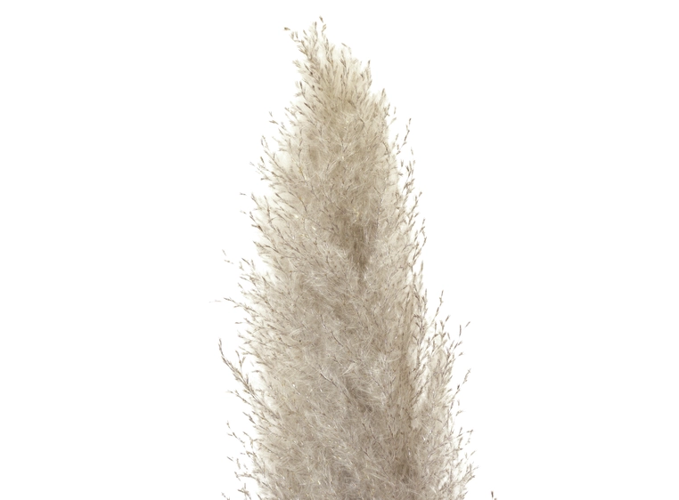 JOLIPA Pampas grass branch, dried natural, 137cm 