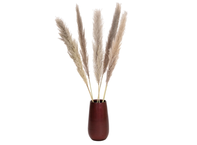 JOLIPA Pampas grass branch, dried natural, 137cm 