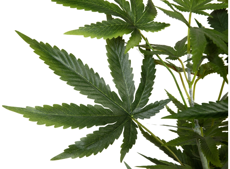 EUROPALMS Cannabis-plant,textile, 150cm 