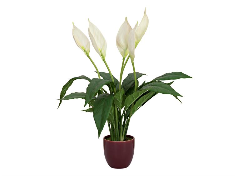 EUROPALMS Lily Peace, artificial plant 49cm