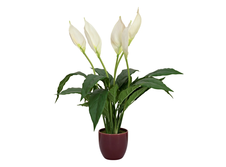 EUROPALMS Lily Peace, artificial plant 49cm 