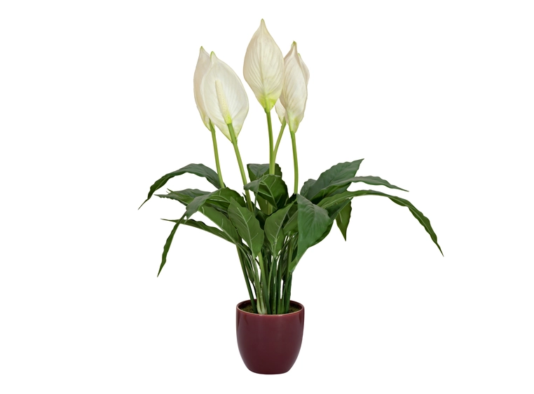 EUROPALMS Lily Peace, artificial plant 49cm 
