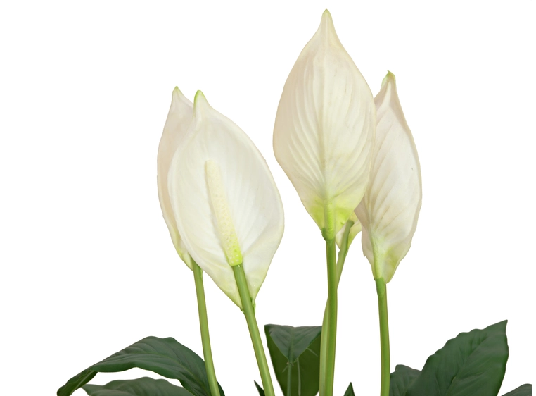 EUROPALMS Lily Peace, artificial plant 49cm 