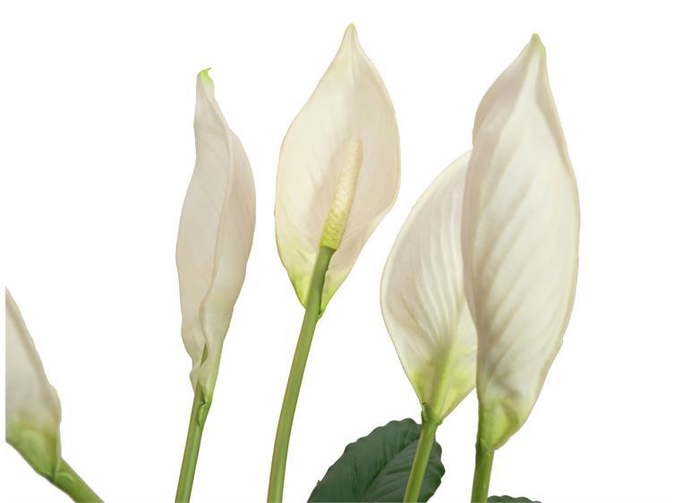 EUROPALMS Lily Peace, artificial plant 49cm