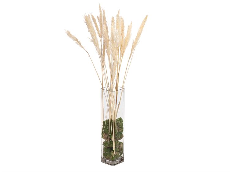 JOLIPA Pampas grass straw bunch, dried natur, 75cm