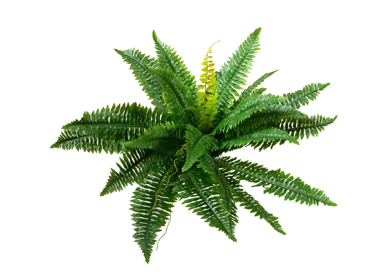 EUROPALMS Boston Fern, artificial plant 53cm 