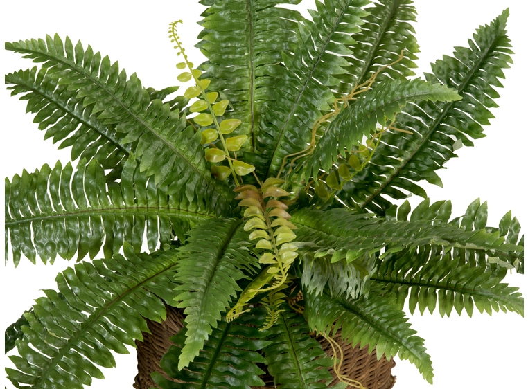 EUROPALMS Boston Fern, artificial plant 53cm 