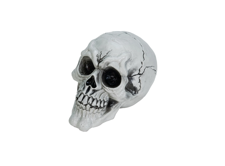 Europalms Skull, 3x 