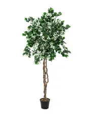 Europalms Bougainvillea, white, 150cm