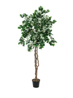 Europalms Bougainvillea, white, 150cm