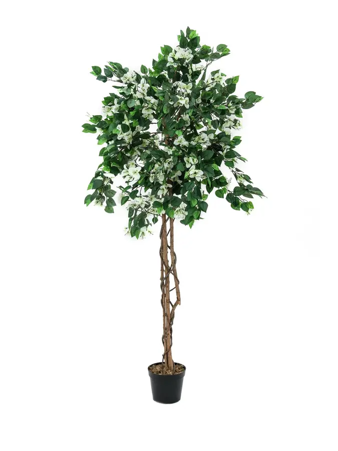 Europalms Bougainvillea, white, 150cm 