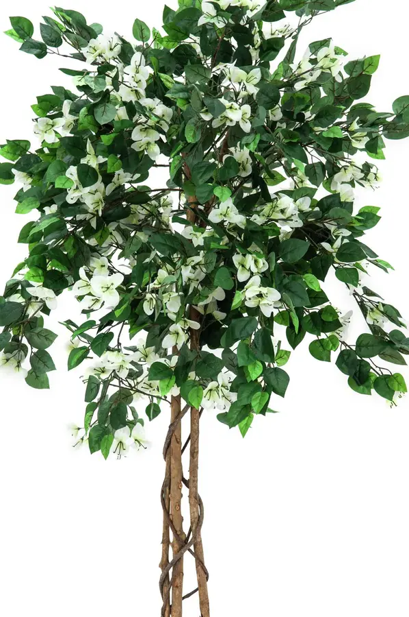 Europalms Bougainvillea, white, 150cm 