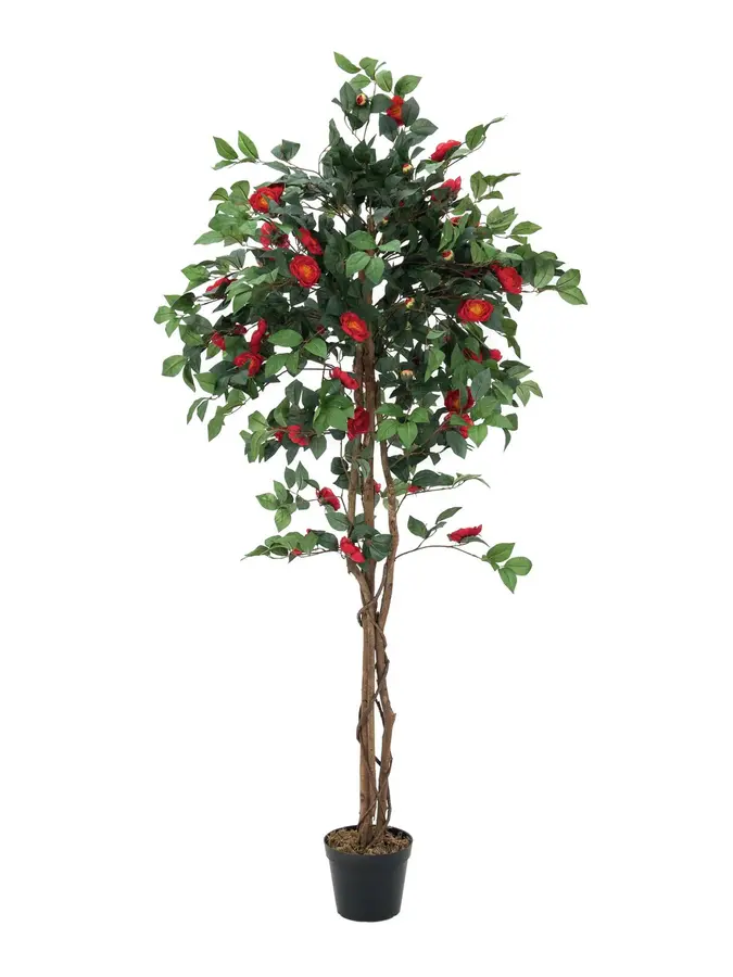 Europalms Camelia red cemented 180cm 
