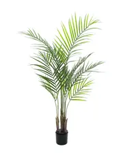 Europalms Areca palm with big leaves 125cm