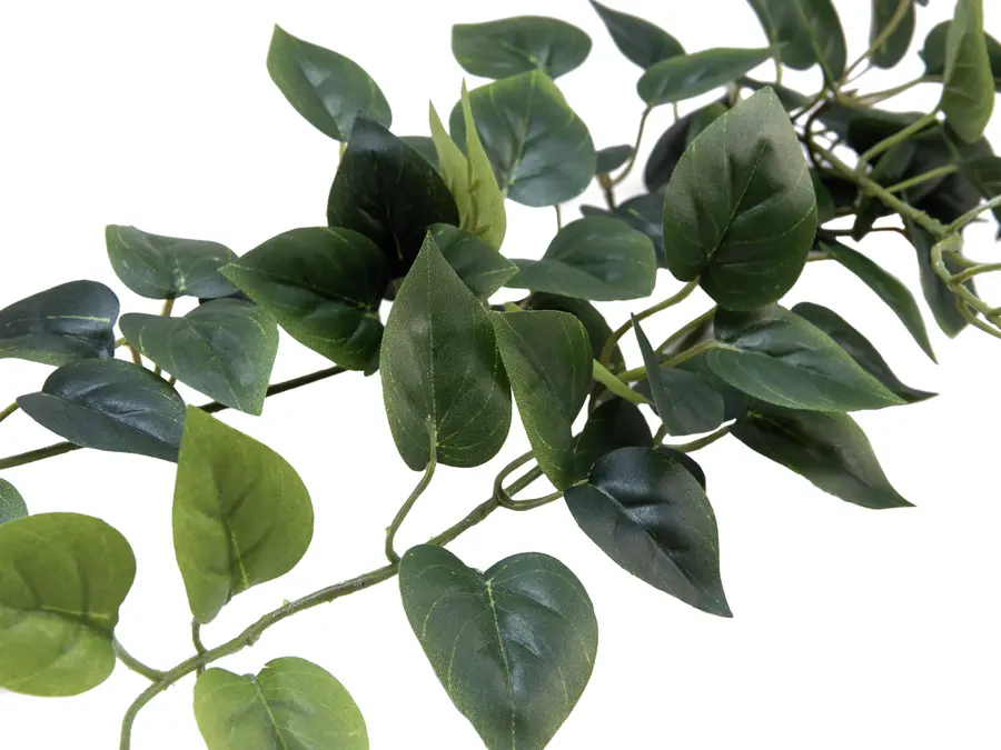 Europalms Philodendron Bush Classic 70cm 