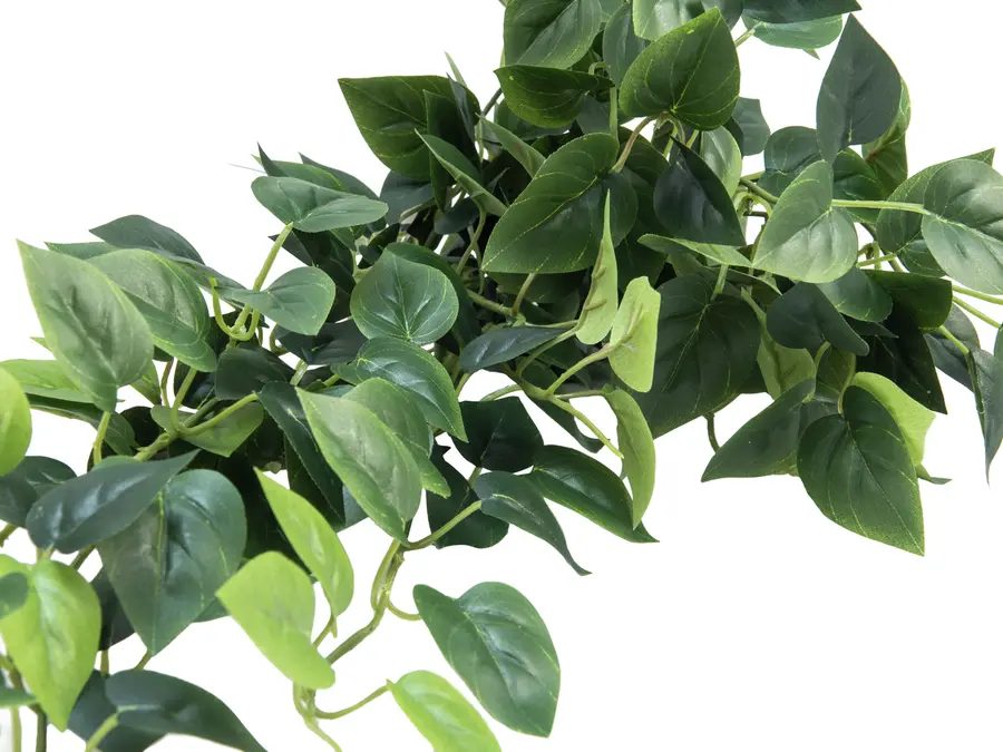 Europalms Pothos Bush Tendril Classic 100cm 