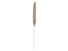JOLIPA Pampas grass branch, dried natural, 137cm