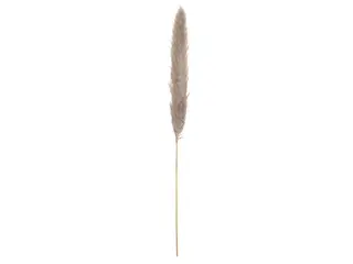 JOLIPA Pampas grass branch, dried natural, 137cm