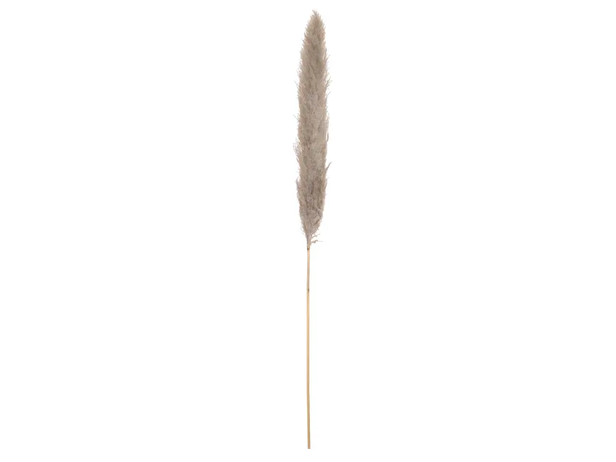 JOLIPA Pampas grass branch, dried natural, 137cm 