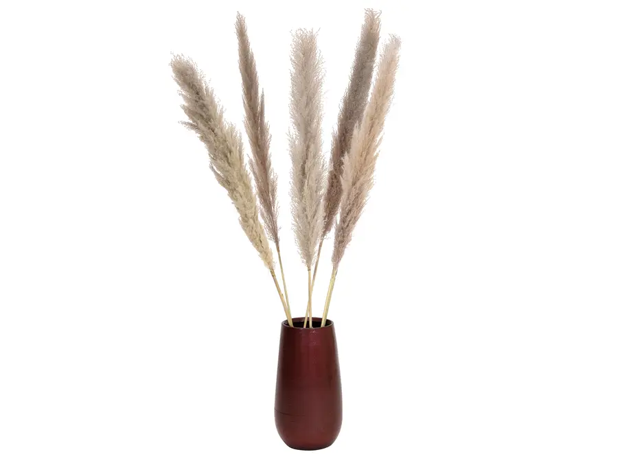 JOLIPA Pampas grass branch, dried natural, 137cm 