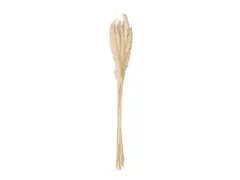 JOLIPA Pampas grass straw bunch, dried natur, 75cm