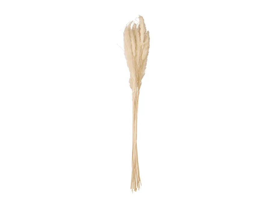 JOLIPA Pampas grass straw bunch, dried natur, 75cm 