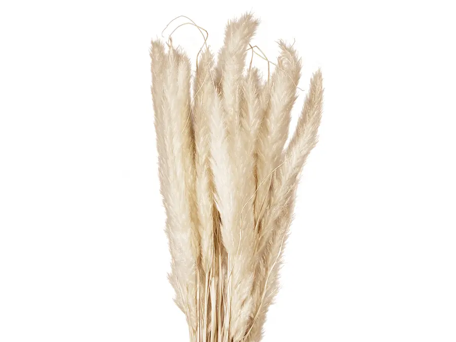 JOLIPA Pampas grass straw bunch, dried natur, 75cm 